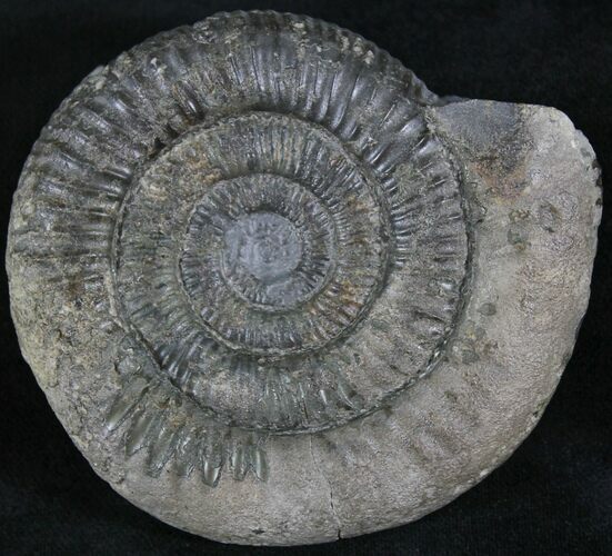 Dactylioceras Ammonite - UK #24012